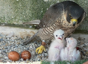 Falcons Mohr - falcons breeding