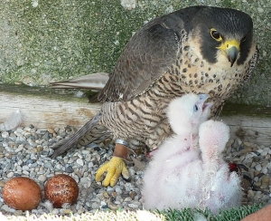 Falcons Mohr - falcons breeding